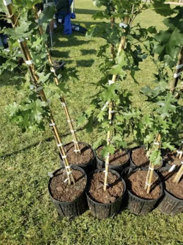 Breitung awarded grant for park trees